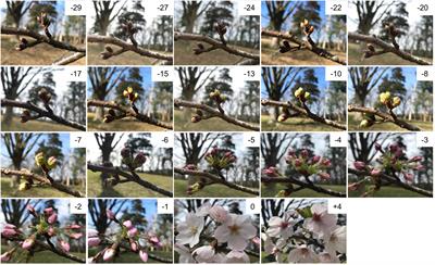 Cherry Blossom Forecast Based on Transcriptome of Floral Organs Approaching Blooming in the Flowering Cherry (Cerasus × yedoensis) Cultivar ‘Somei-Yoshino’